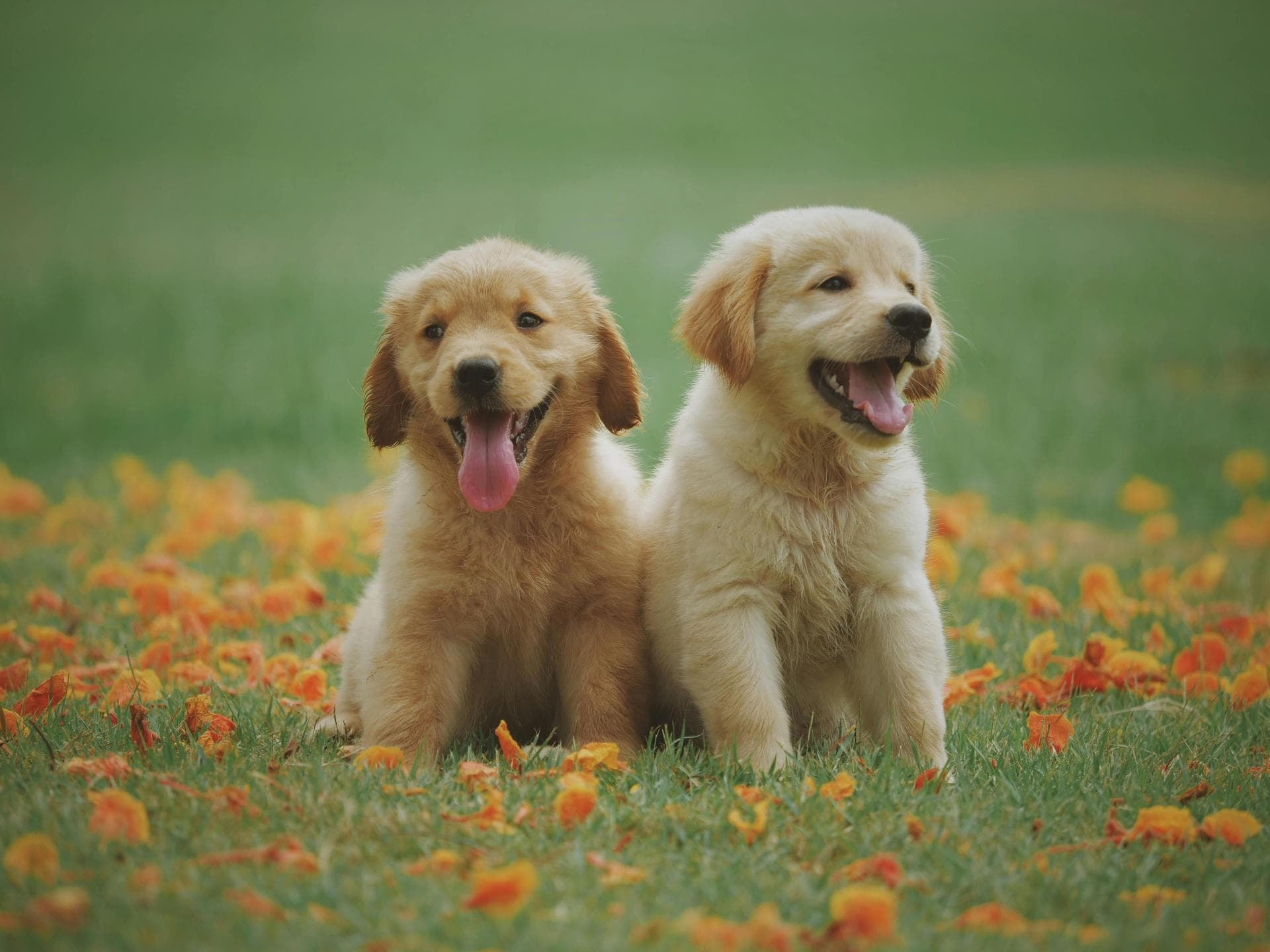 Dog Spay Castrate Neutering Prices in Rotherham