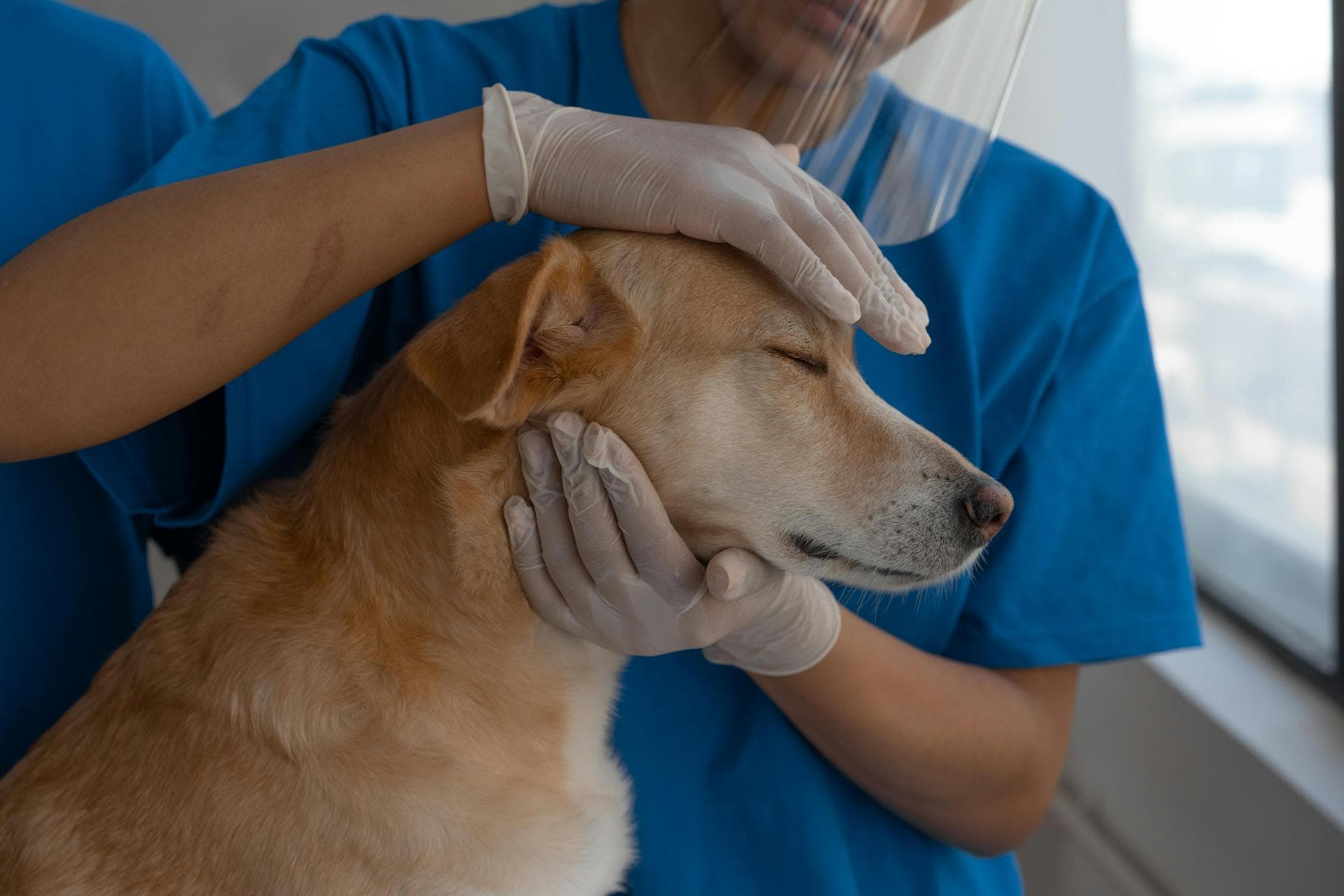 Dog & Cat Vets in Rotherham