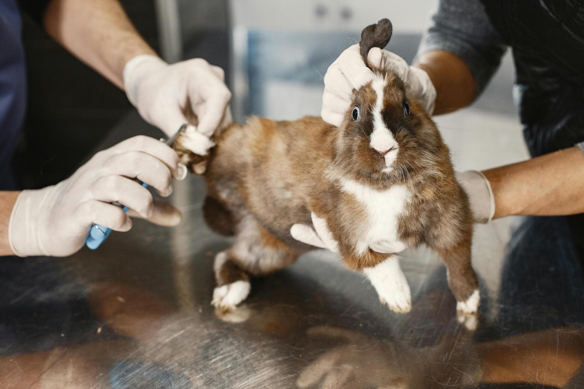 Cat Spaying Prices in Rotherham